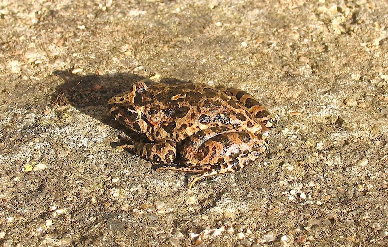 Identificazione 2 - Discoglossus sardus